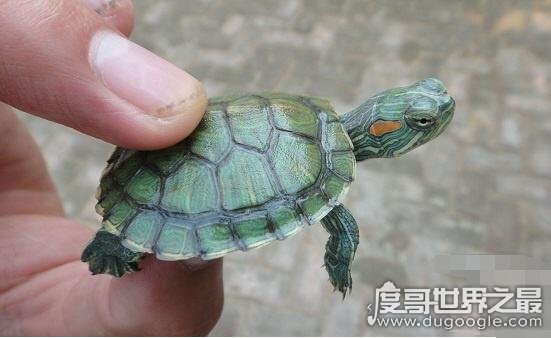 巴西龟能活多久寿命图片