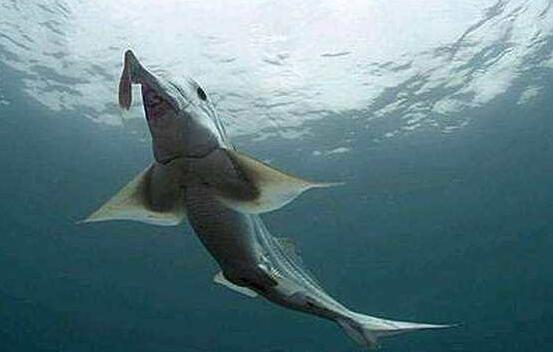 帕加尼幽灵鲨图片图片