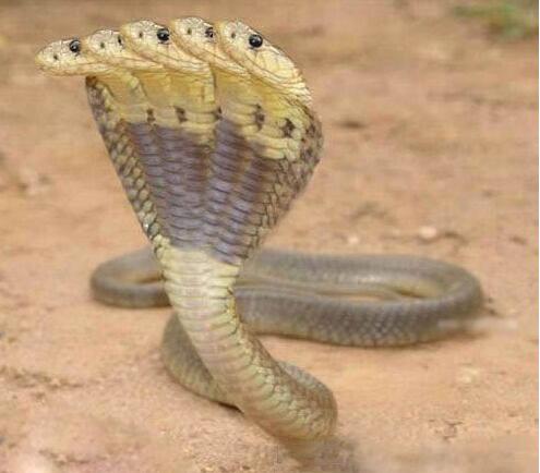 千年巨蛇吃五头蛇图片图片
