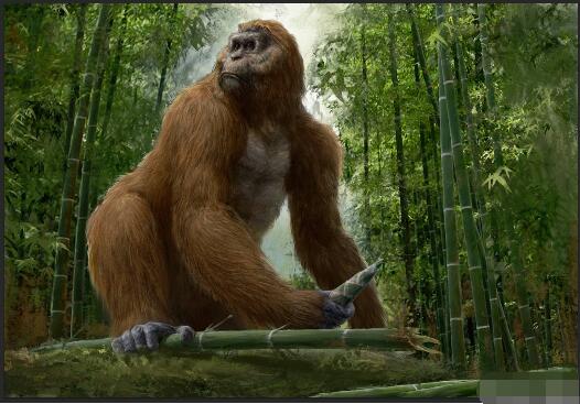 一,世界上最大的灵长类动物——巨猿