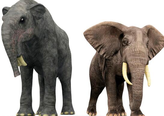 已灭绝恐象非比寻常的牙齿 现代大象相反方向弯曲