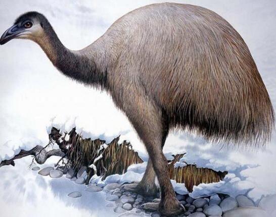 一,世界第一高鸟——恐鸟