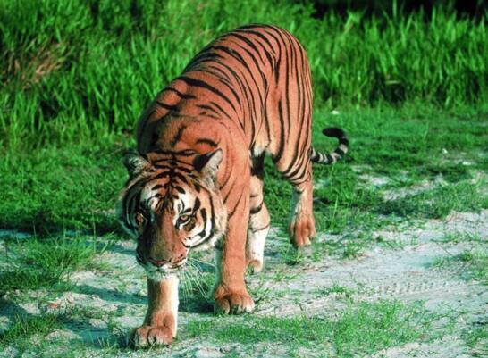 爪哇虎已灭绝 被人类从上万只杀到只剩20只