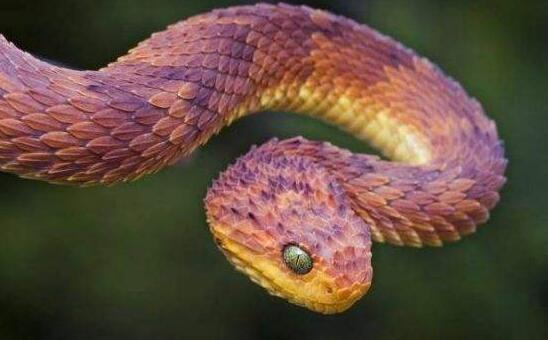 香蛇身上会散发香味 带有漂亮花斑被用来当作耳环
