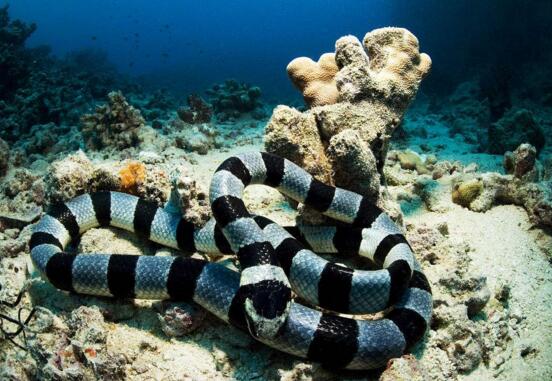 海蛇有毒吗图片