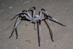 世界上腿最长的蜘蛛：蜢蜘 腿长38厘米身长仅4厘米