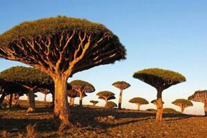 世界上最像外星的小岛 索科特拉岛(独有超稀有的龙血树)