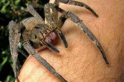 世界上毒性最强的蜘蛛 咬一口直接丧命(六眼沙蛛)