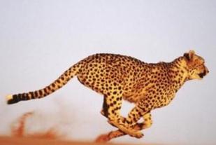 陆地跑得最快的动物 猎豹奔跑时速可达120千米(堪比汽车行驶高速公路)