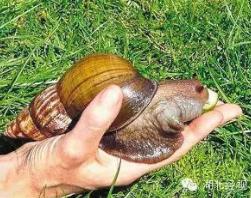 世界上最大的蜗牛 非洲大蜗牛体长7-20厘米(破坏之王)