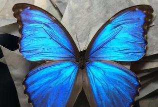 世界上最美丽的蝴蝶照片 光明女神蝶最为靓丽(无可替代)